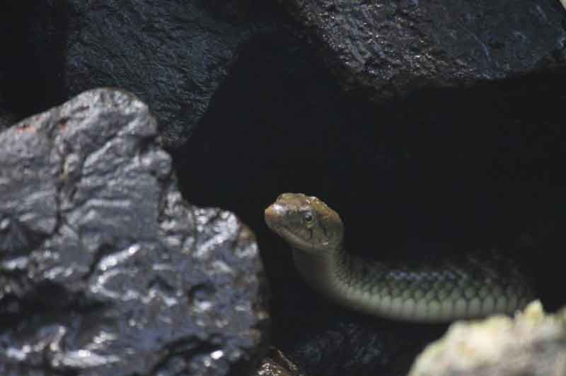 snake among rocks