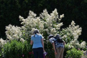 Garden visitors by a white fleece flower in Kress Oval Garden