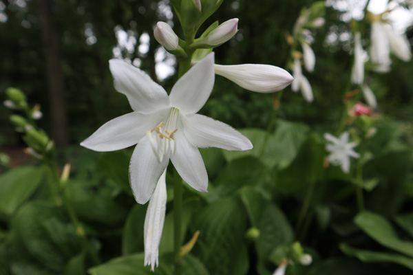 white fragrant flower on hosta