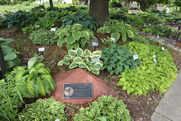Green & Gold Hosta Society Display Garden
