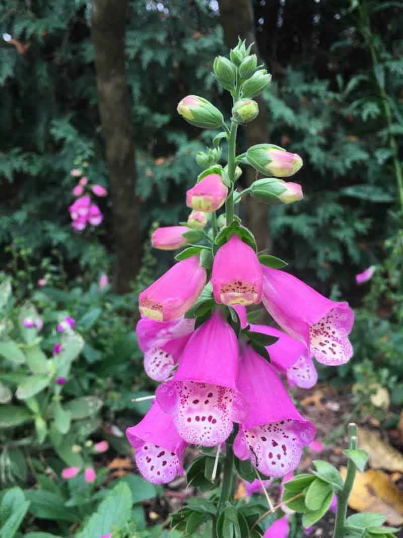 pink panther common fox glove