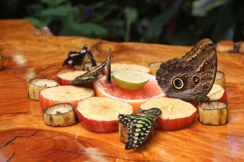butterflies feeding on fruit