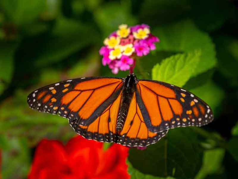 monarch butterfly on lantana flower