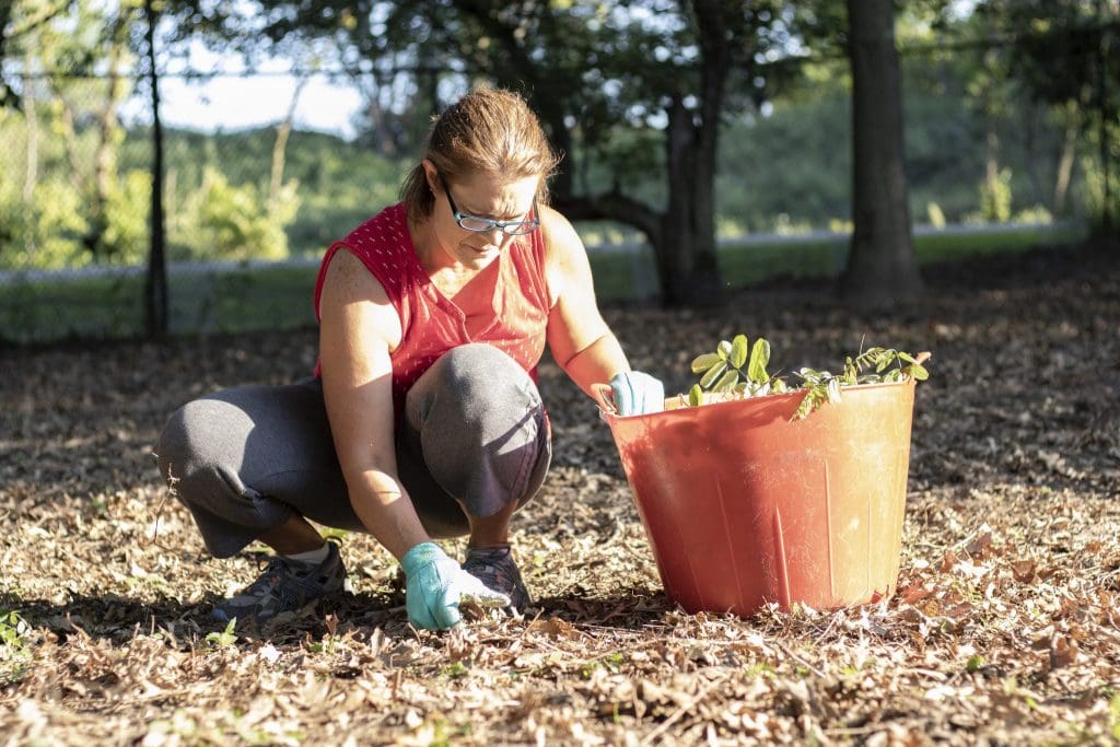 volunteer weeding