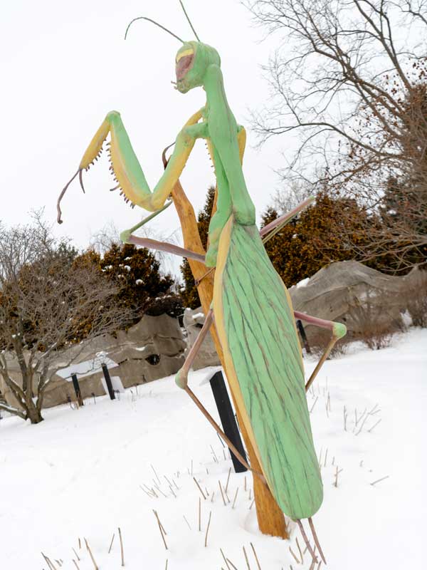 praying mantis sculpture in snowy scene