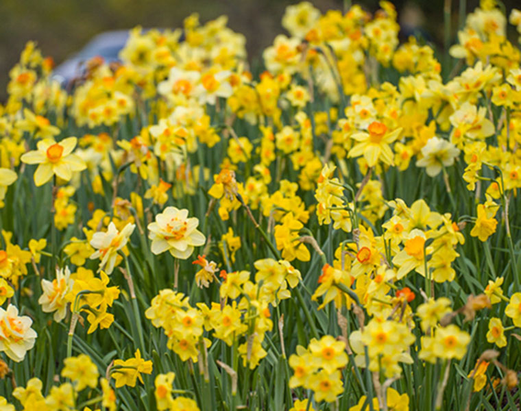 Golden Earring™ daffodil blend