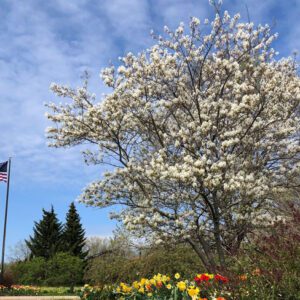 American flag next to blooming magnolia tree