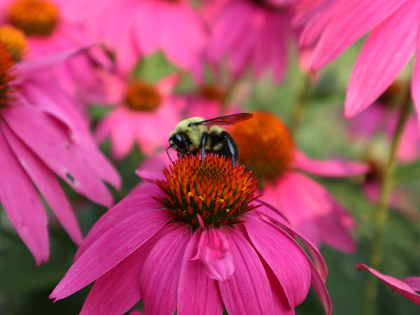 bee on pink coneflower