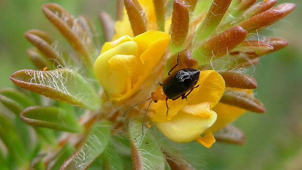 beetle pollinating yellow flower
