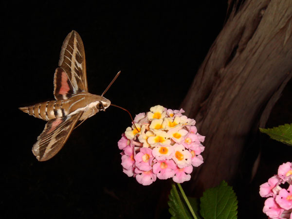 moth flying to flower