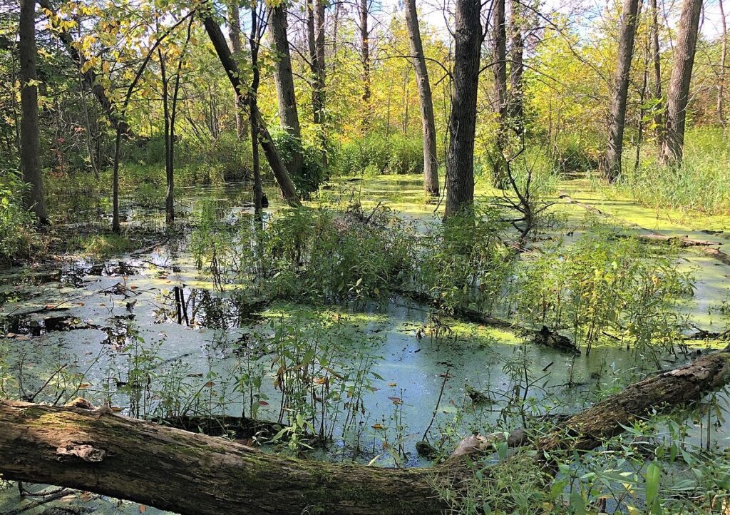 Forested wetland in Mequon