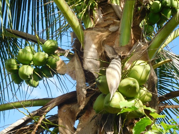 coconuts on trees
