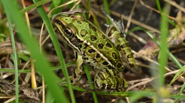 northern leopard frog in grass