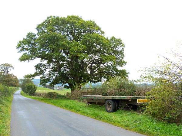 PC: Trailer and oak tree by Oliver Dixon, CC BY-SA 2.0, via Wikimedia Commons