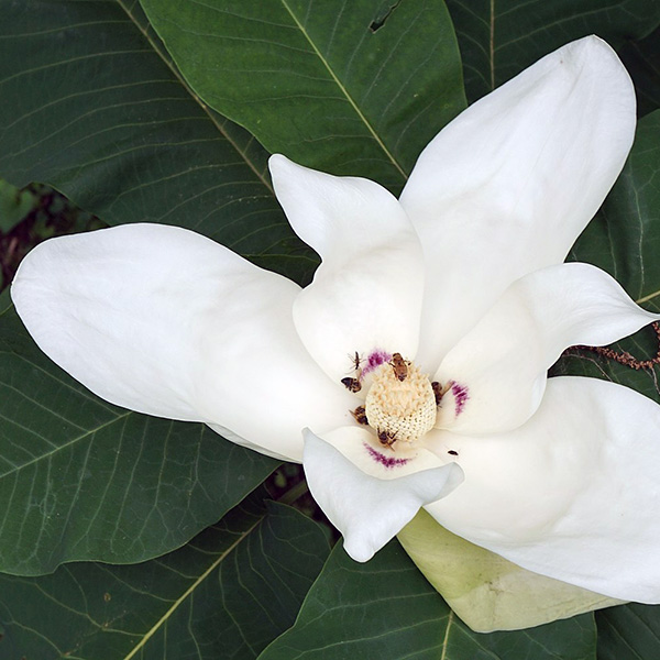 Big Leaf: Magnolia macrophylla
