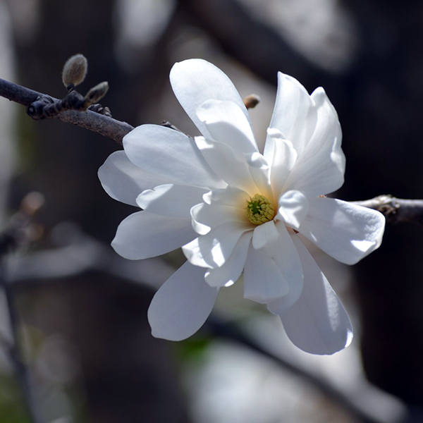 Magnolia 'Centennial star'