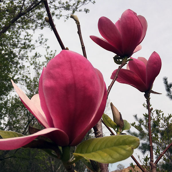 Magnolia ‘Rose Marie’