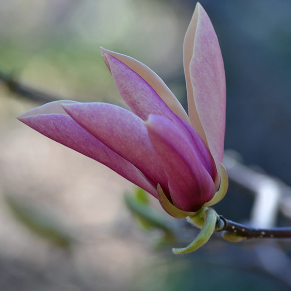 Magnolia 'Lavender Delight'