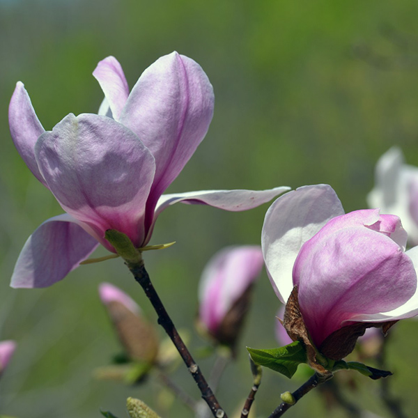 Pink: second most common flower color, most common flower color of saucer magnolias