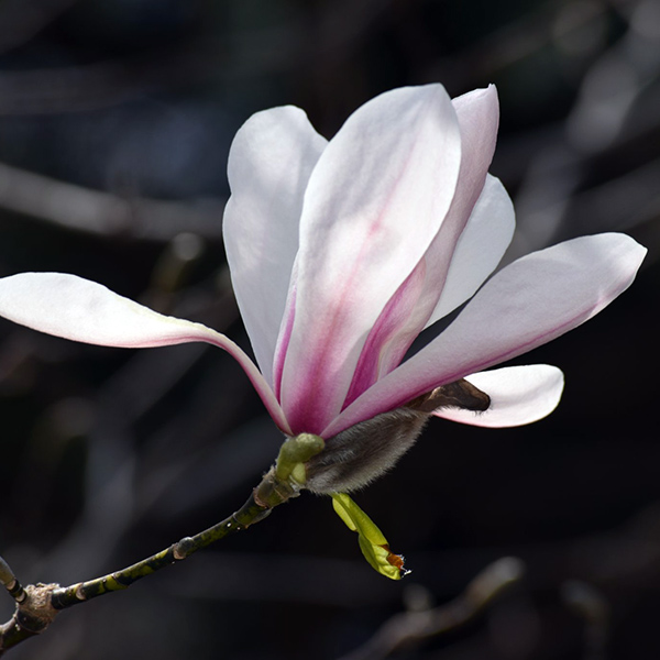 Magnolia 'Pink Parchment Zen'