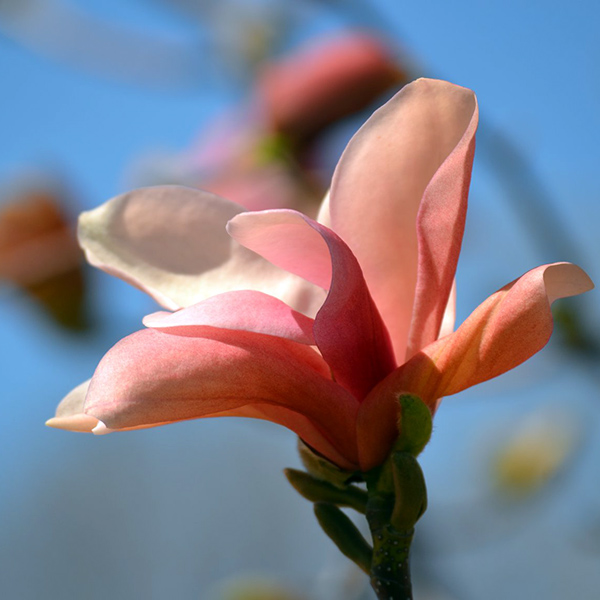 Magnolia 'Royal Splendor'
