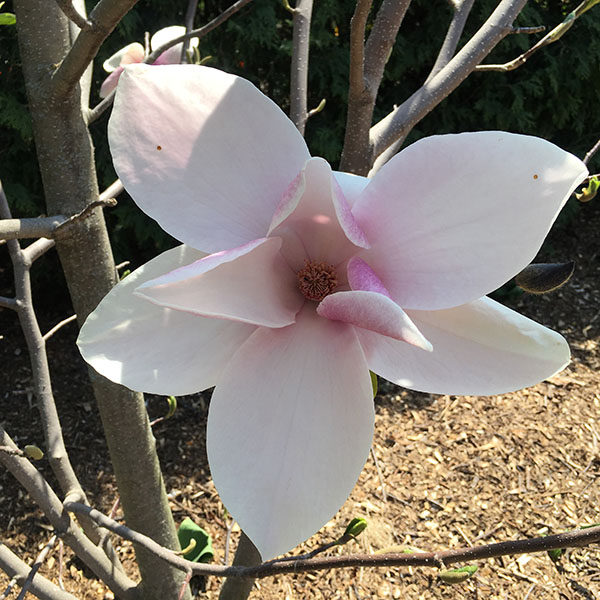 Saucer: large flowers with few tepals*, such as Magnolia soulangeana and Magnolia hybrids