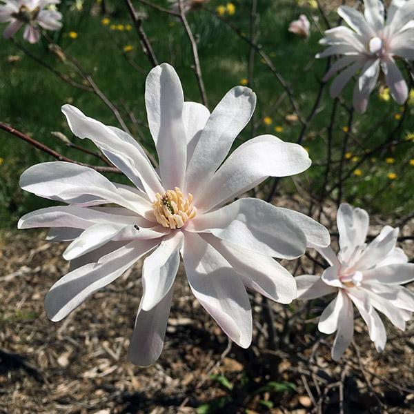 Star: small flowers with many tepals*, such as Magnolia stellata, Magnolia kobus, and Magnolia × loebneri