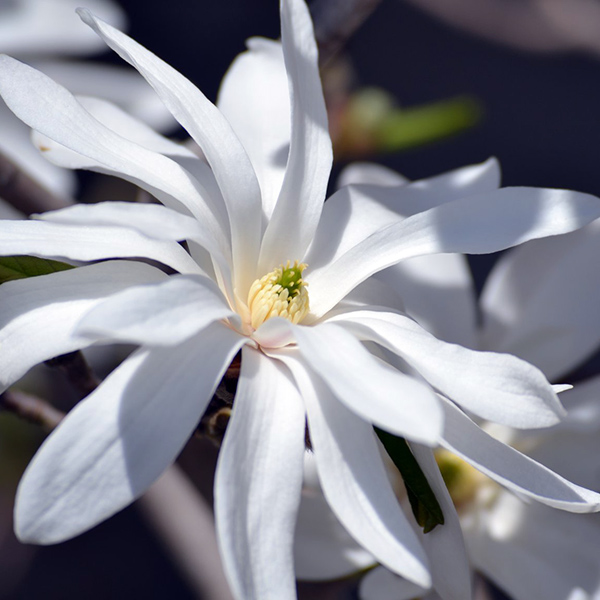 White: most common flower color, tends to be the most fragrant