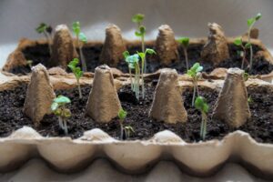 seed sprouts in soil