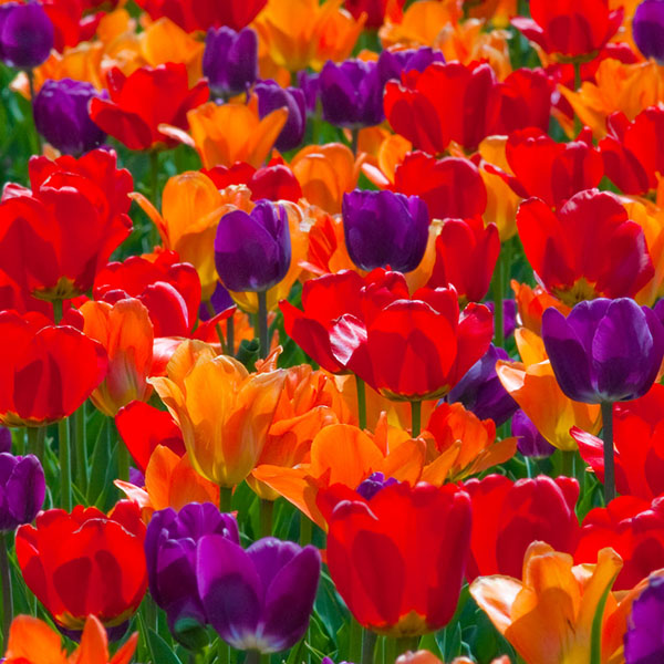Rainbow Coalition™ tulip blend