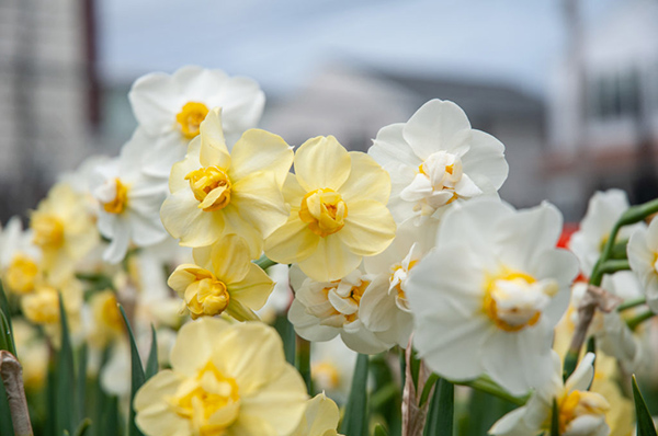 Daffodil Charm Offensive™ blend 