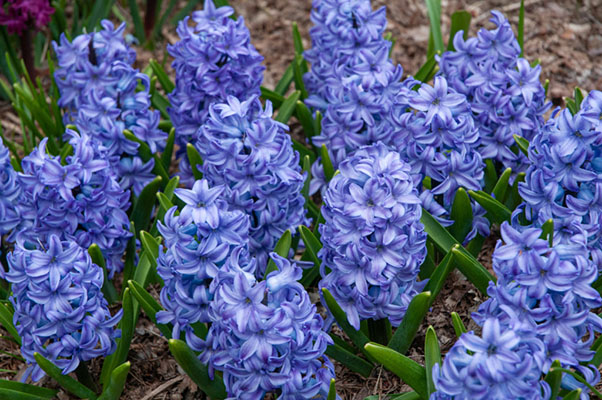Aqua hyacinths 